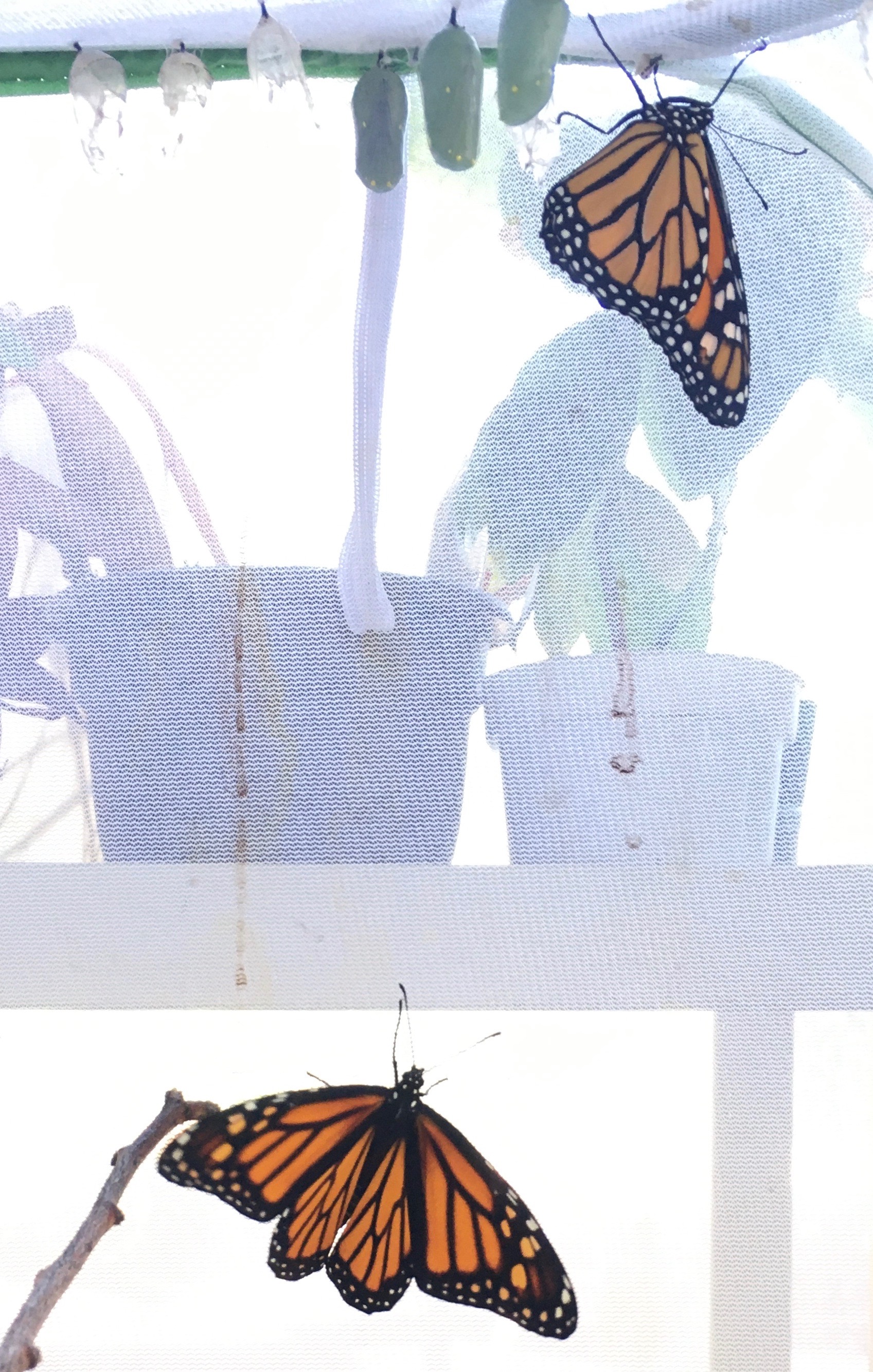 Two Monarchs hanging in a mesh enclosure expanding their wings