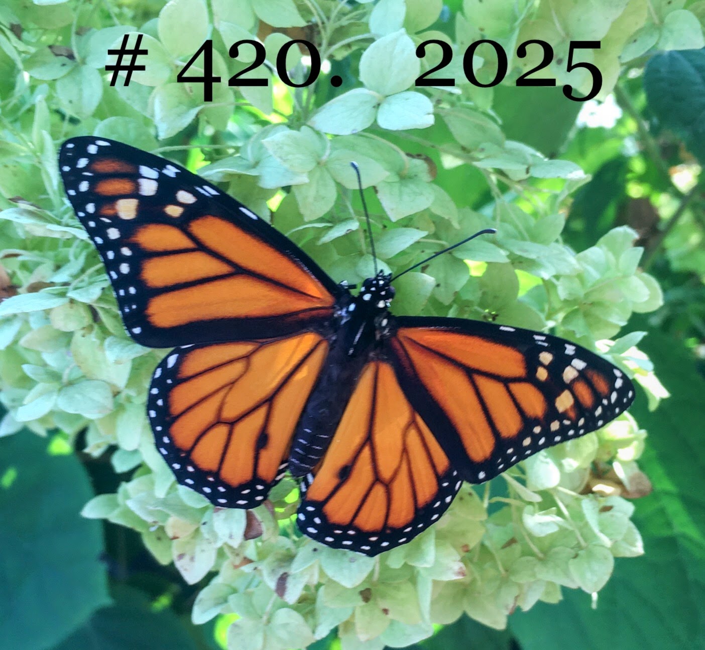 Monarch butterfly #420 of 2025 perched on hydrangea blooms