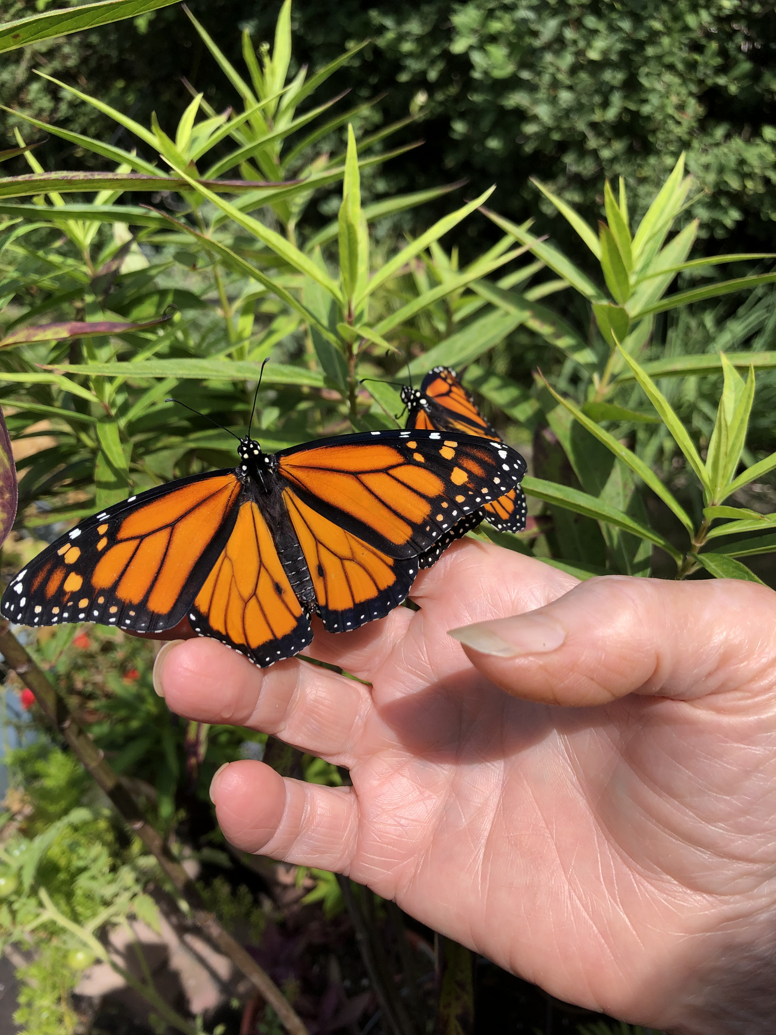 Two Monarchs being held in one open hand before release