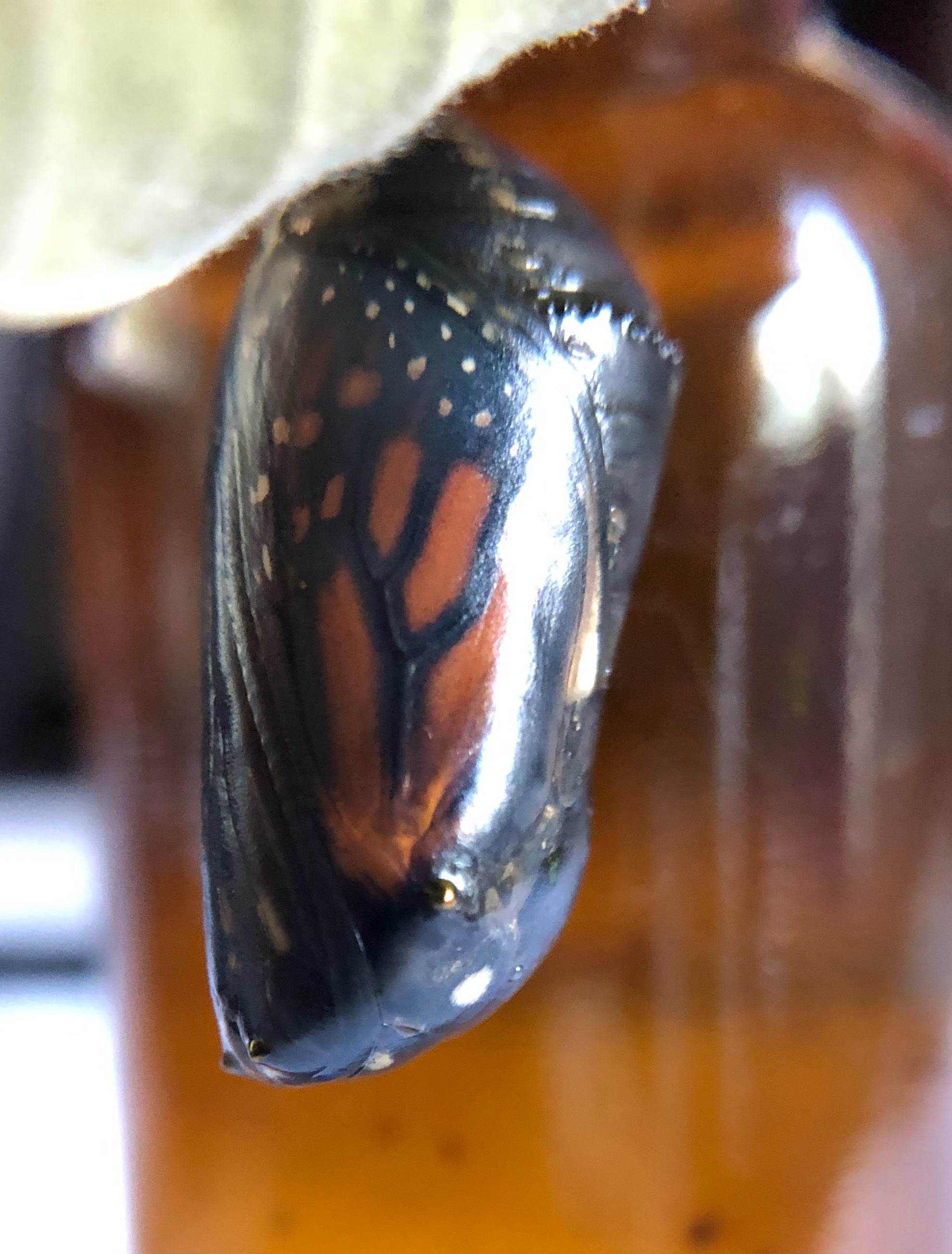 Dark, translucent chrysalis with butterfly wings clearly visible inside