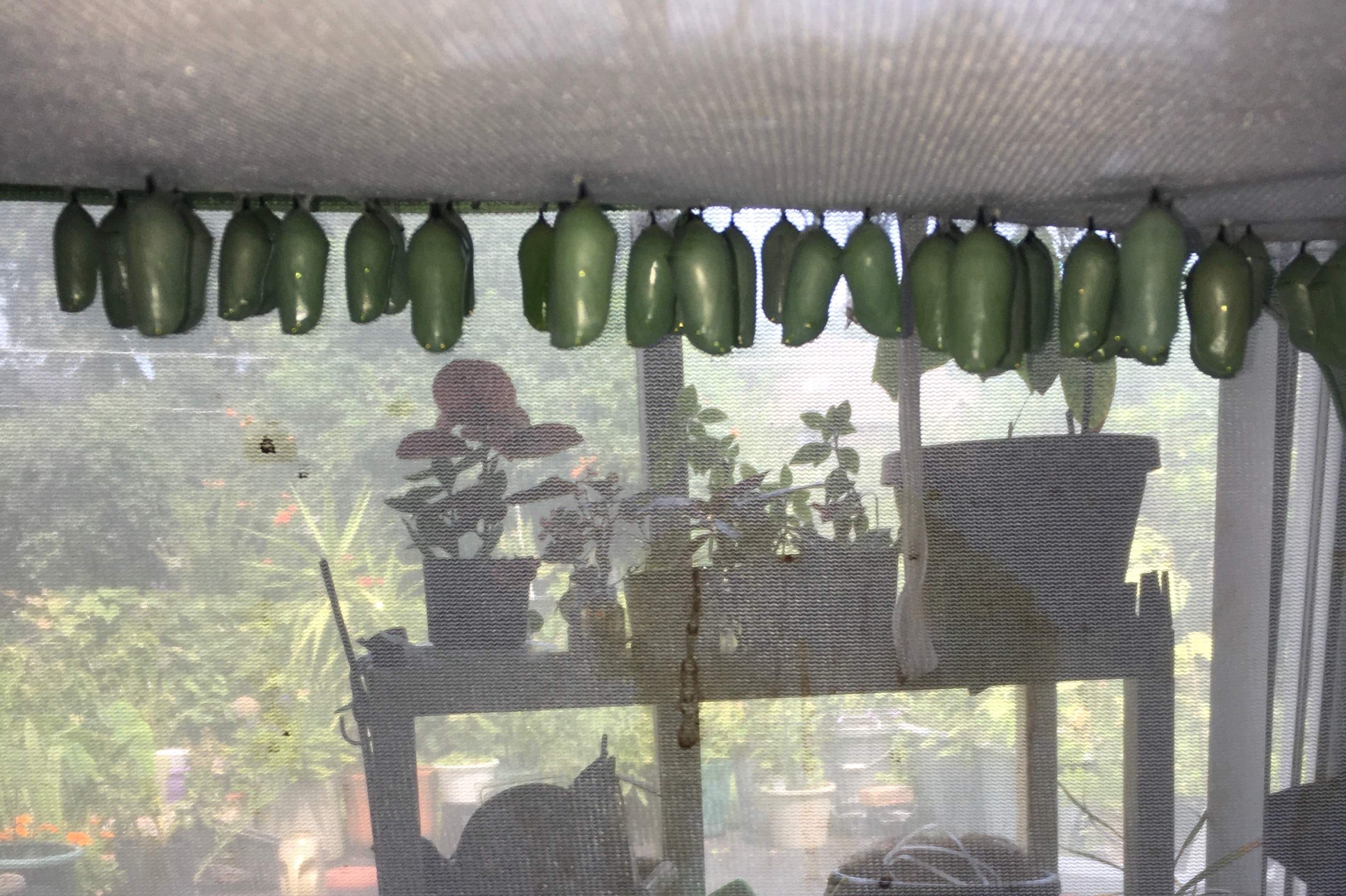 Two dozen green chrysalises hanging from the ceiling of a mesh enclosure