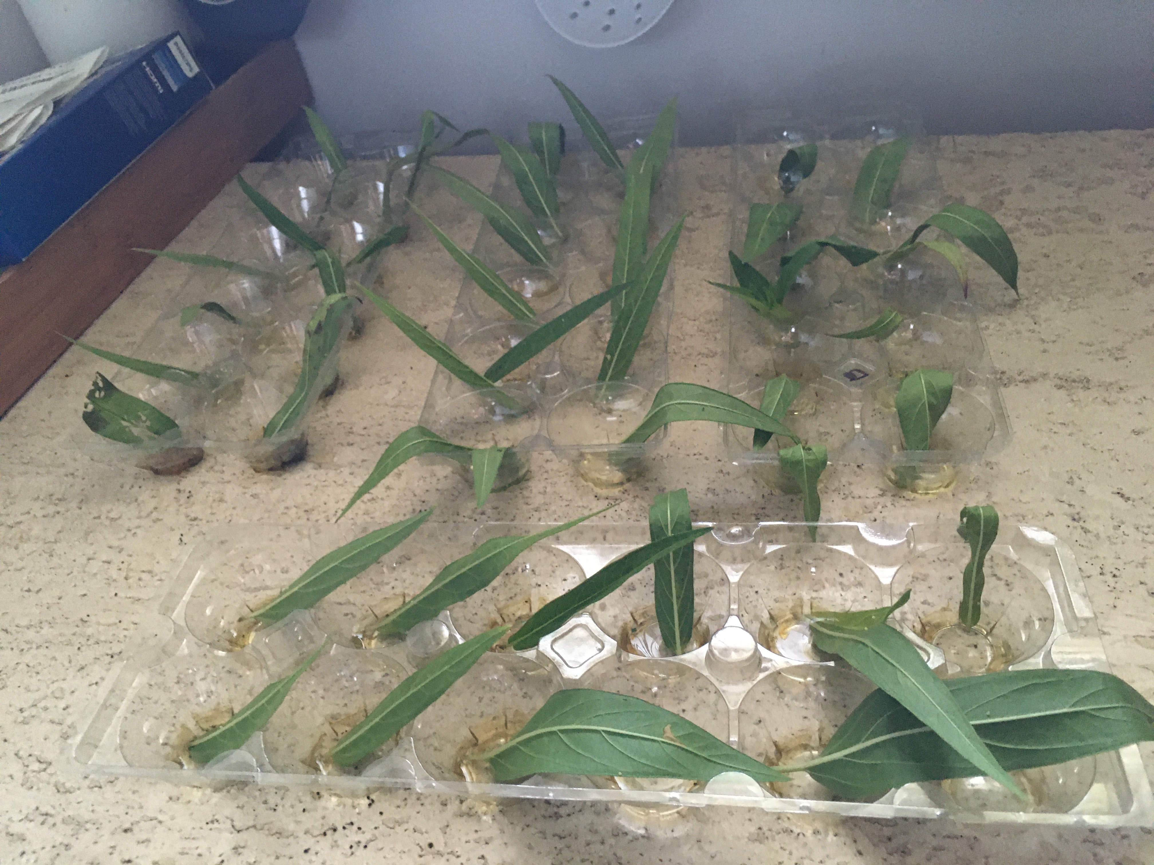 Many milkweed leaves in cups arranged in trays indoors