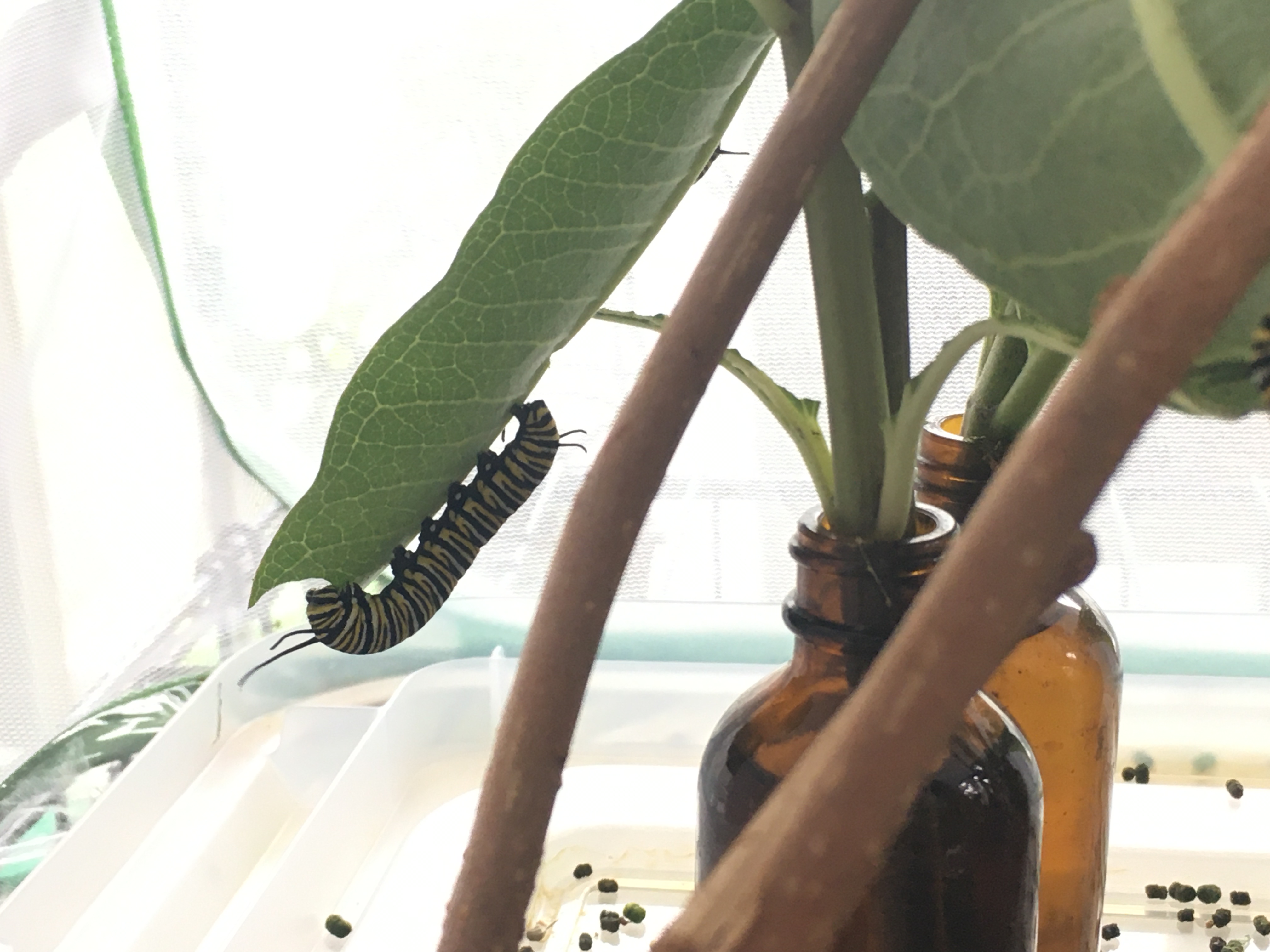 A large caterpillar munching a milkweed leaf in an enclosure