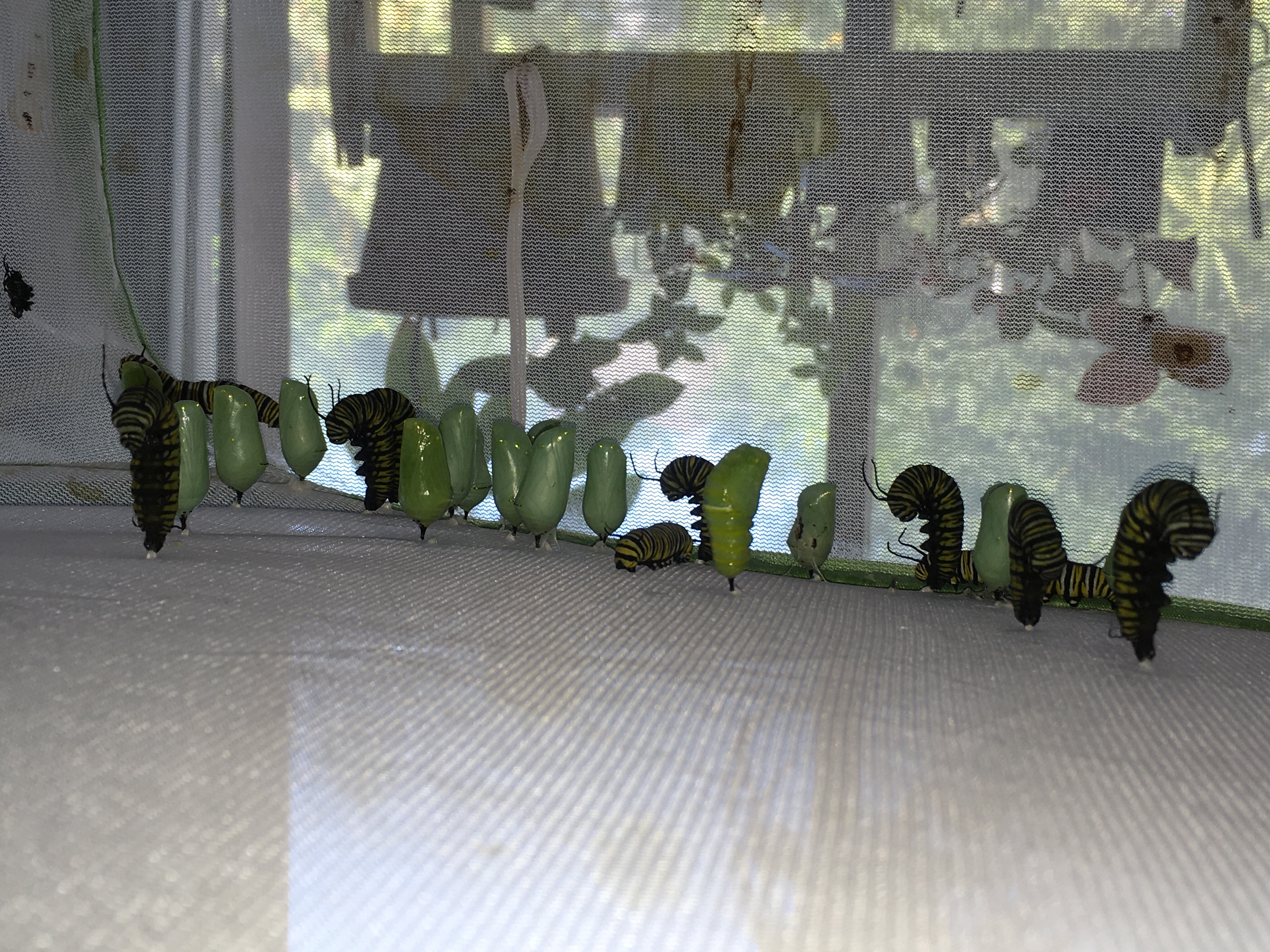 Caterpillars in J formation and early chrysalis formation along mesh