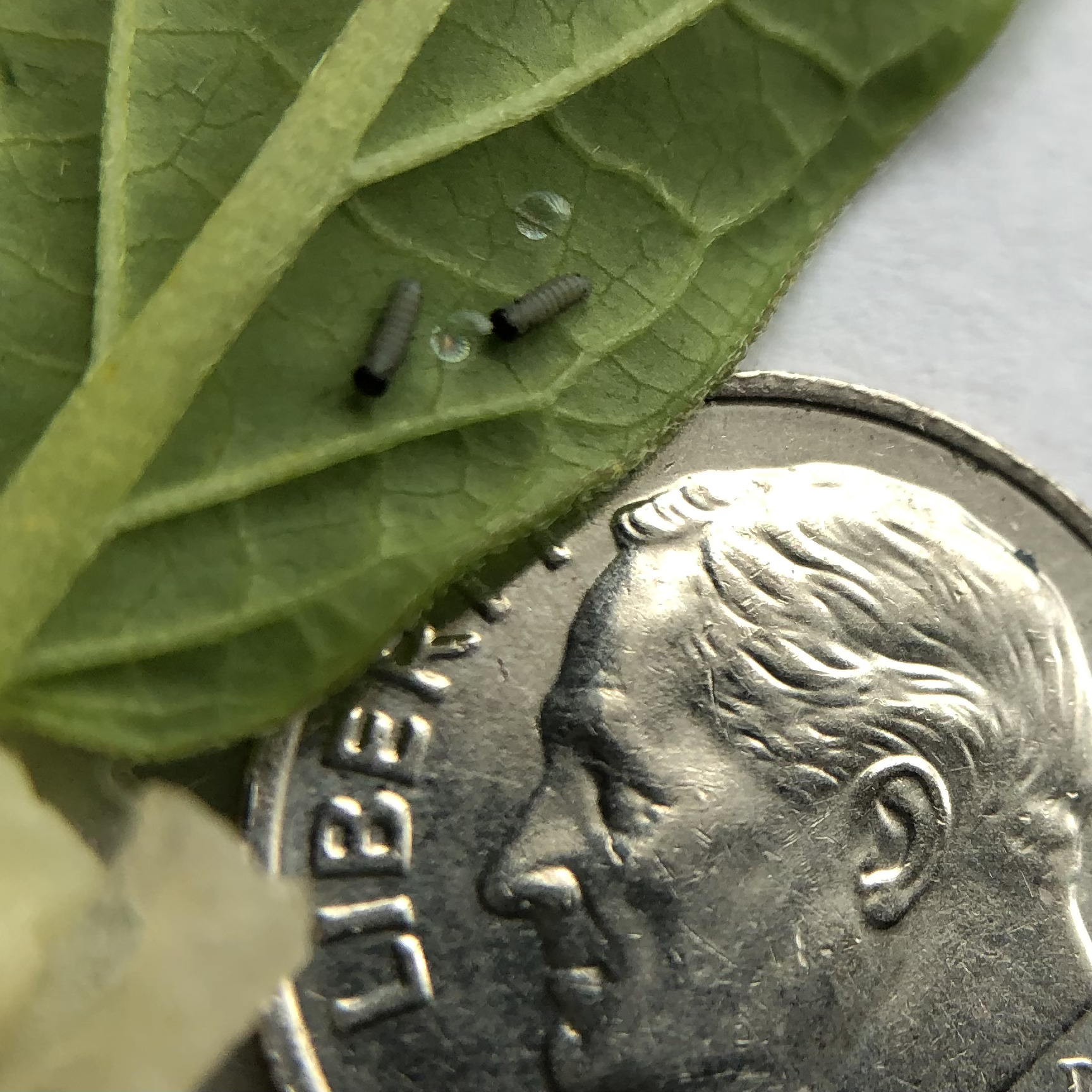 Newly hatched caterpillars on a leaf next to a dime for scale