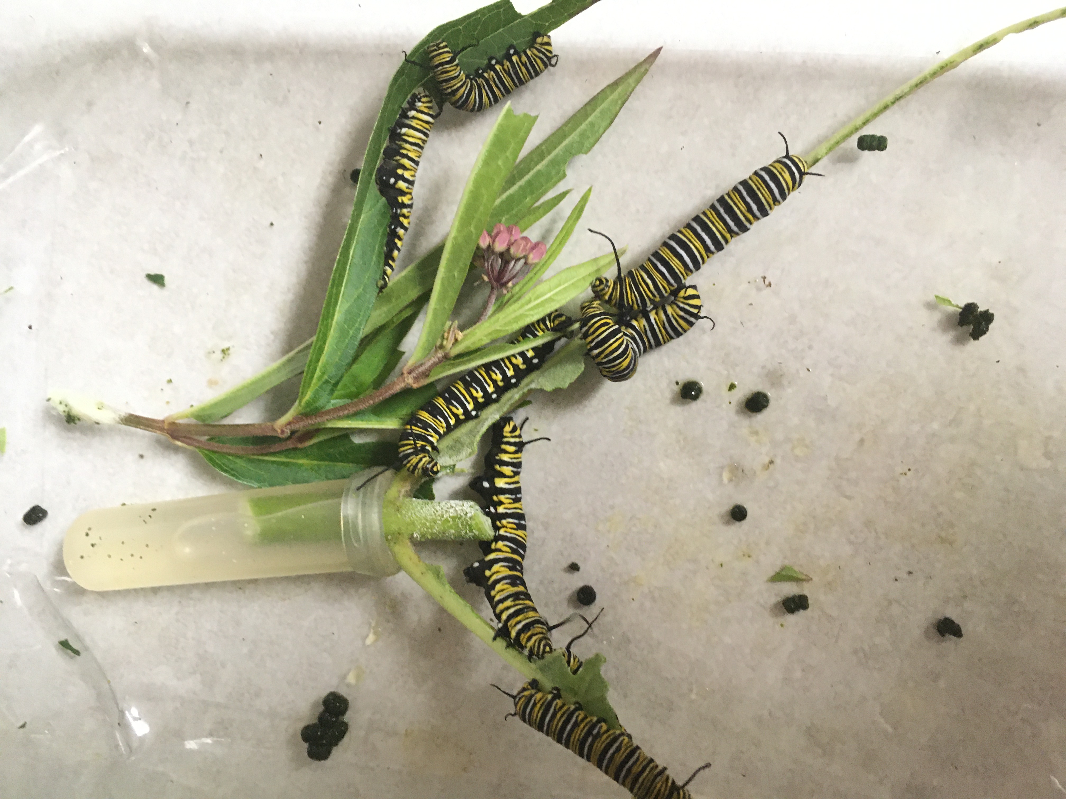 Many caterpillars feeding on milkweed sprigs in a tray