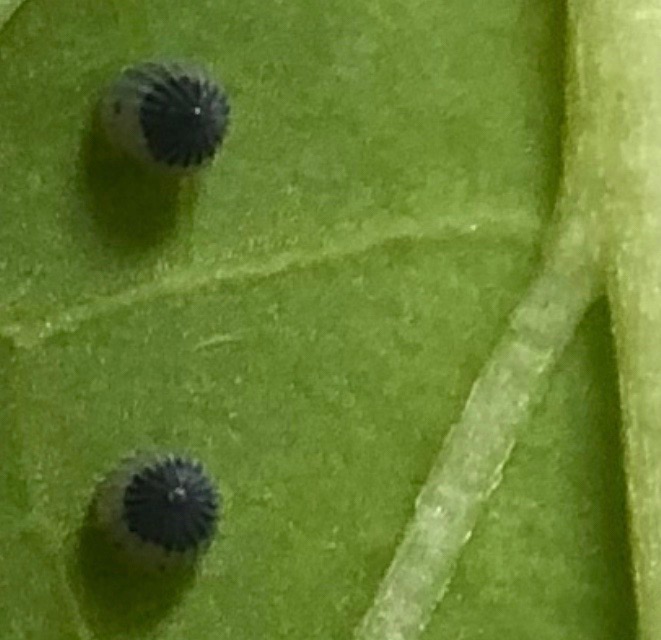 Two Monarch eggs close-up on milkweed leaf