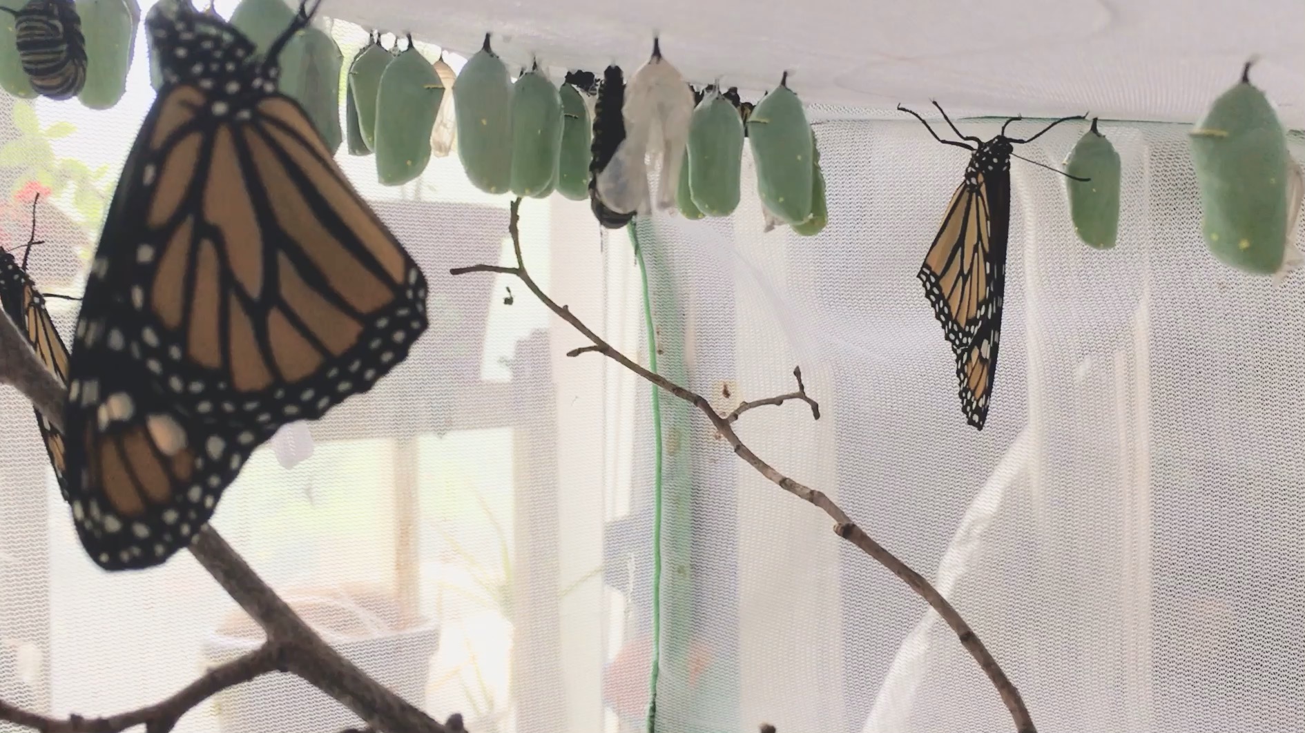 Several Monarchs hanging from chrysalises, wings newly expanded, inside mesh enclosure