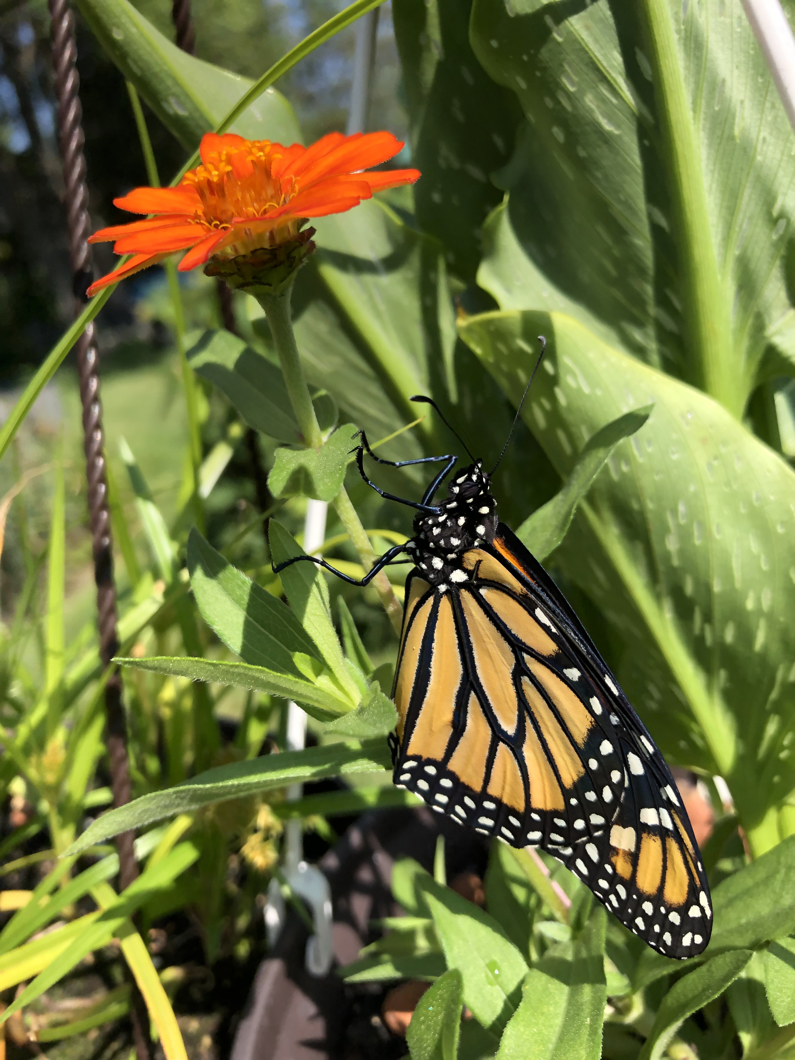 A Monarch butterfly on an orange zinnia flower in the garden