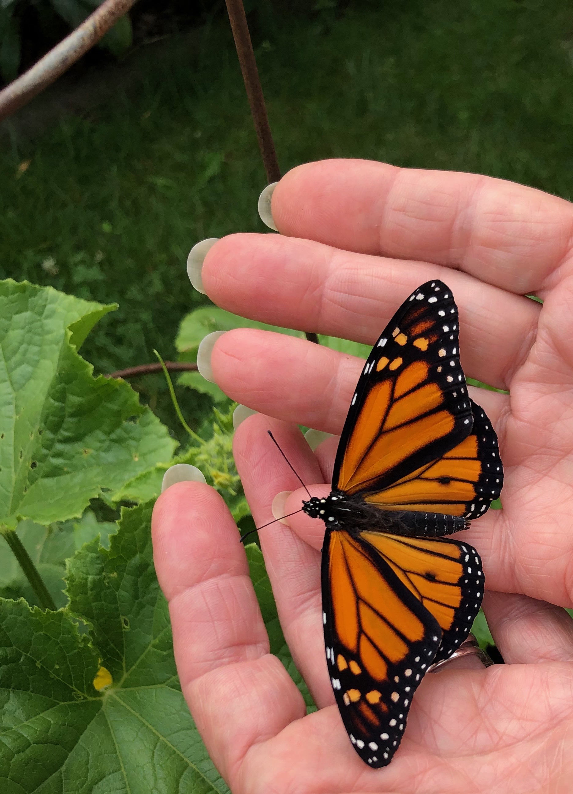A Monarch resting in cupped hands just before release