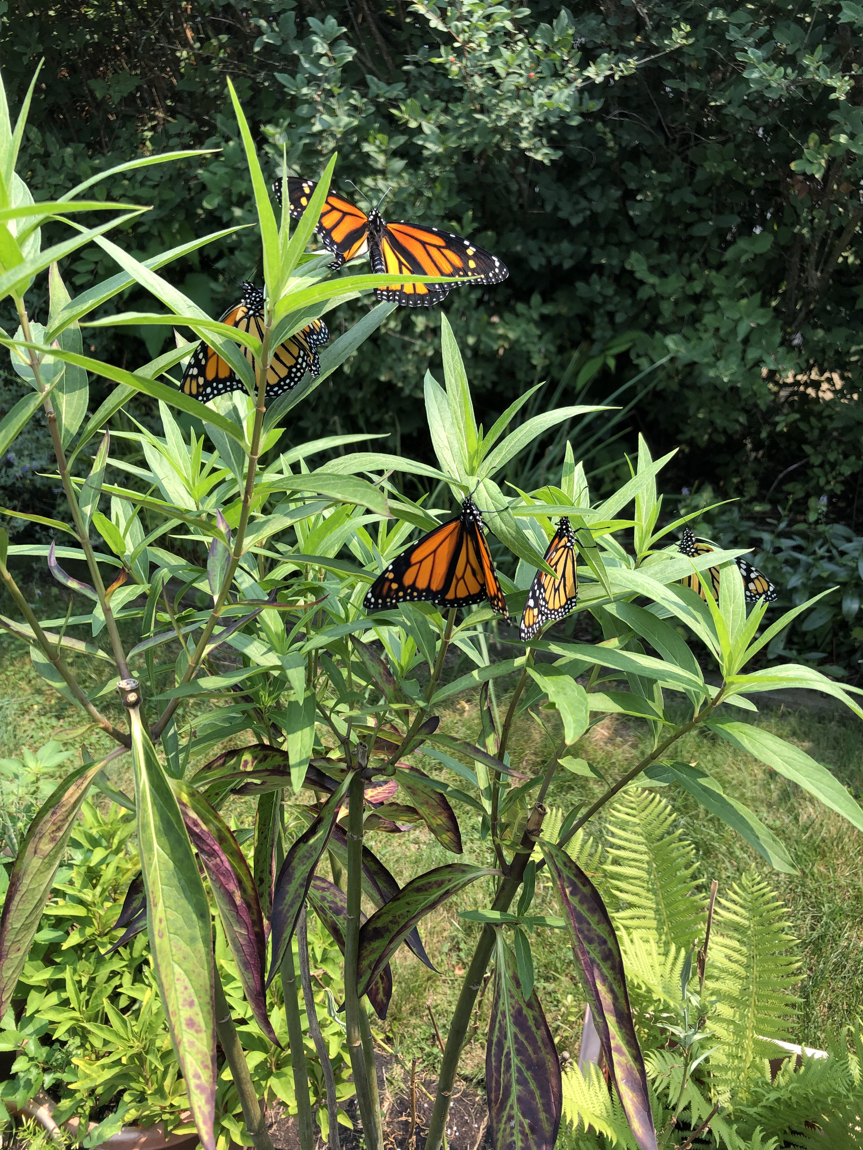 Five Monarch butterflies perched on milkweed in the garden
