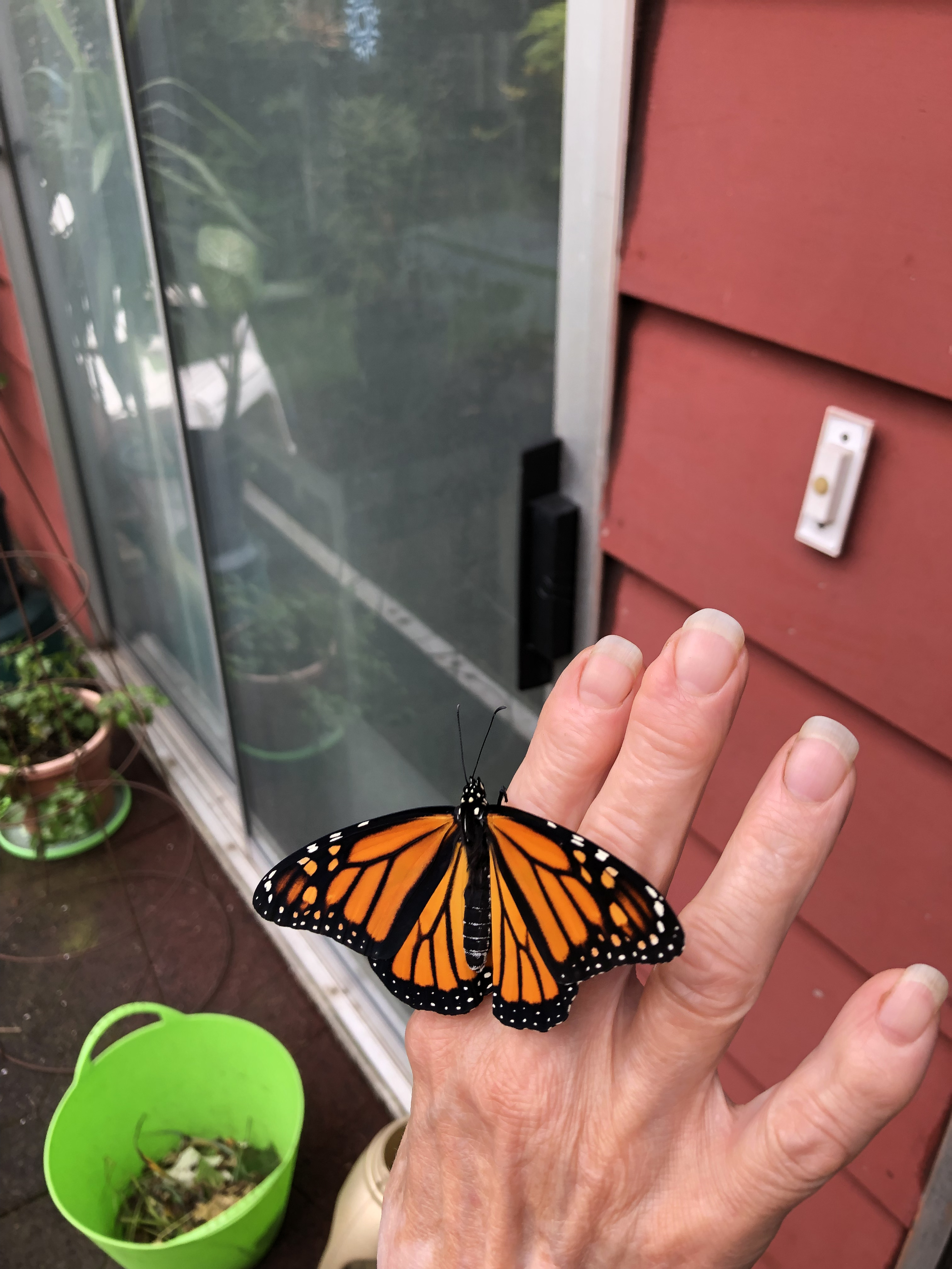 A Monarch butterfly perched on a hand, wings spread wide