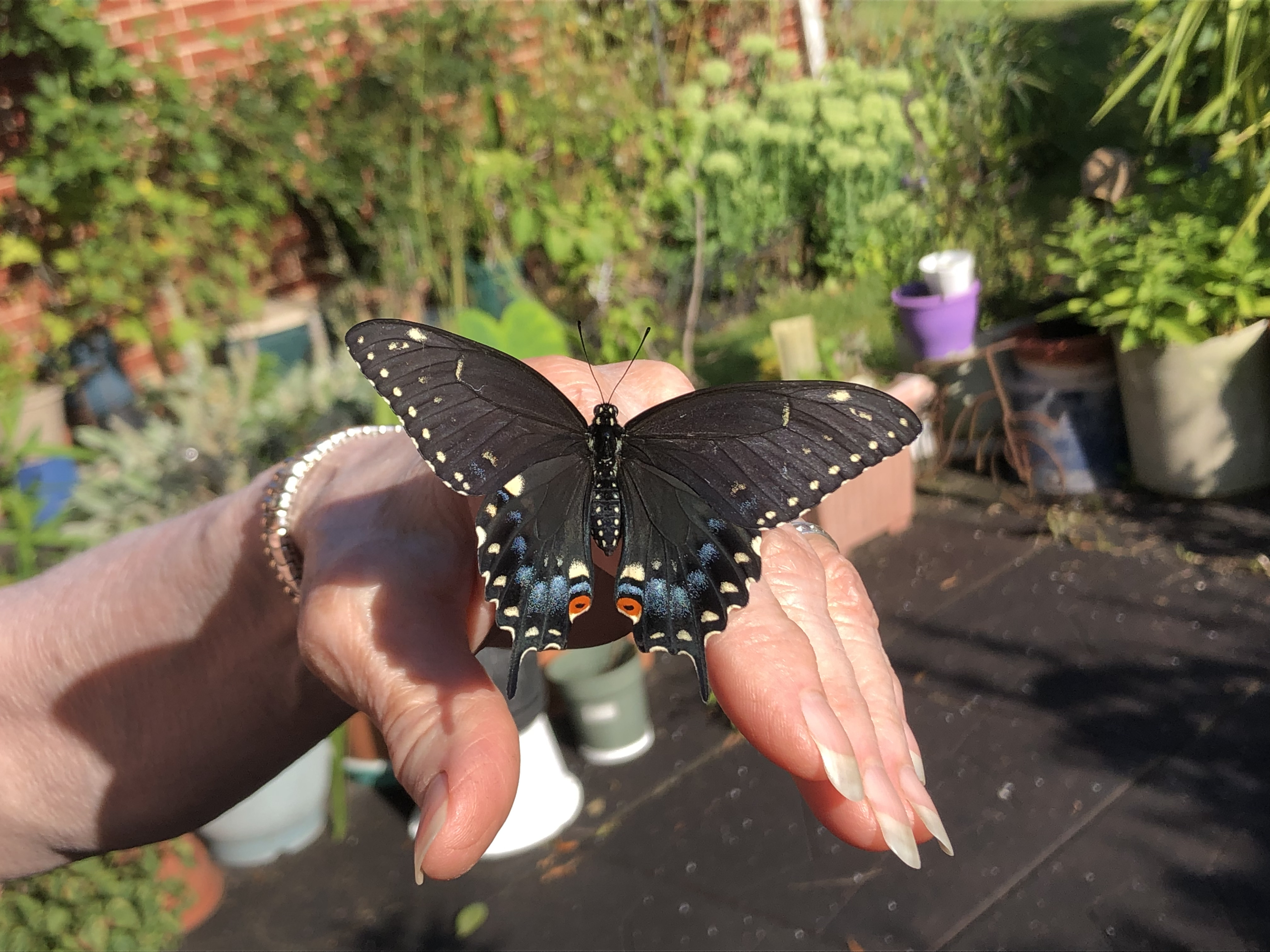 A Black Swallowtail with blue iridescence resting on open hands