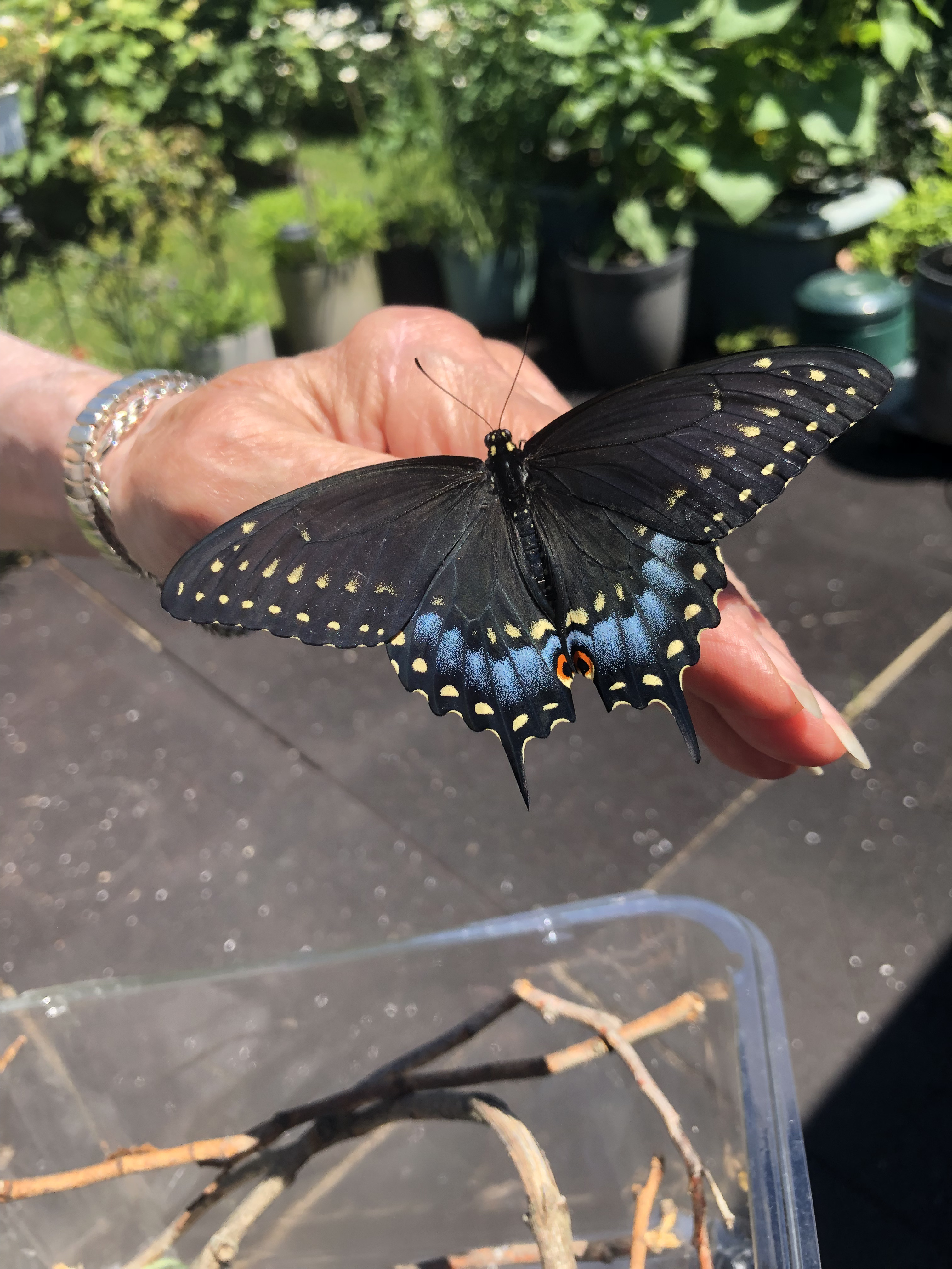 A large Black Swallowtail with full wings spread on a hand