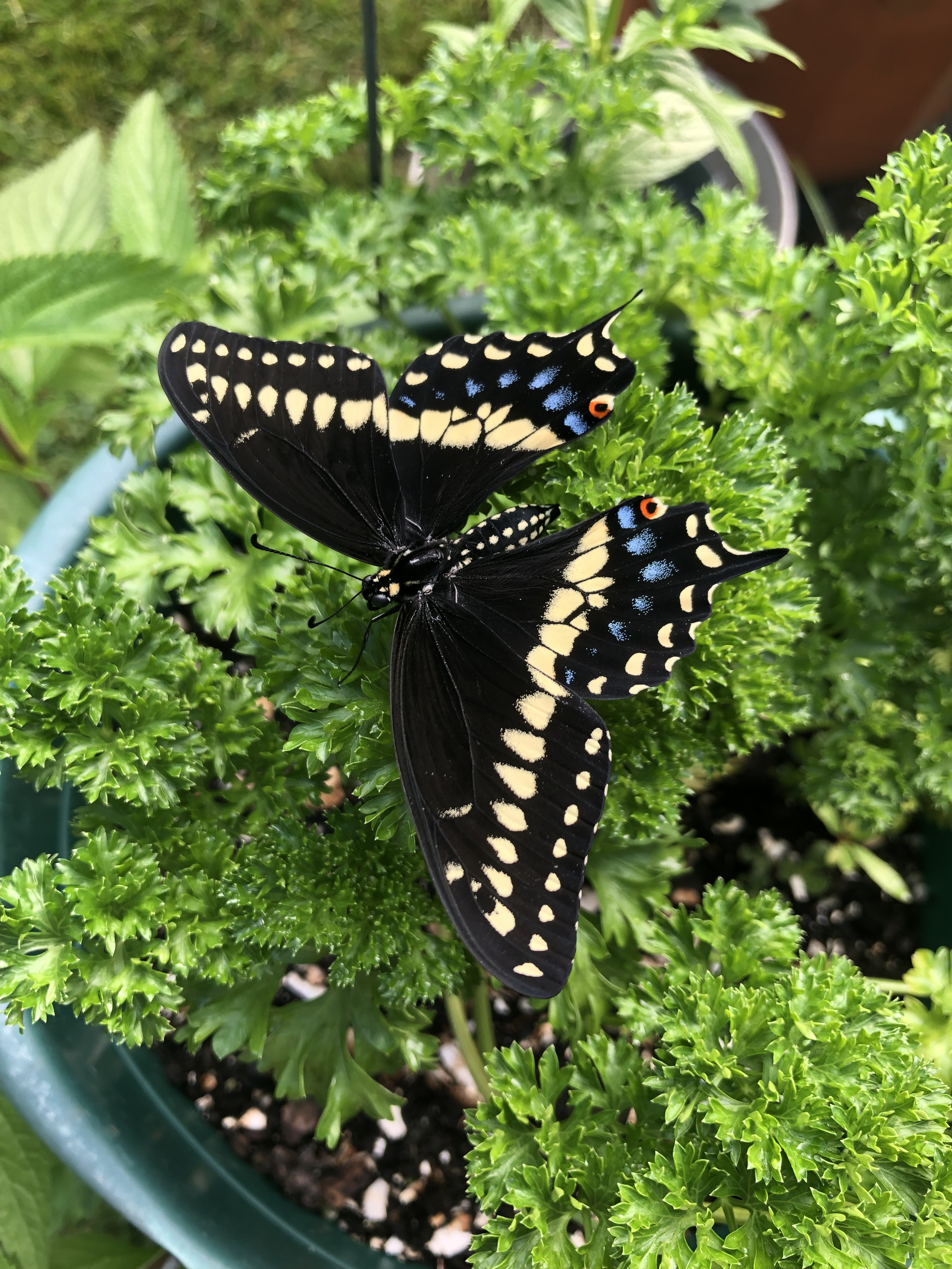 Two Black Swallowtails released together on a parsley plant
