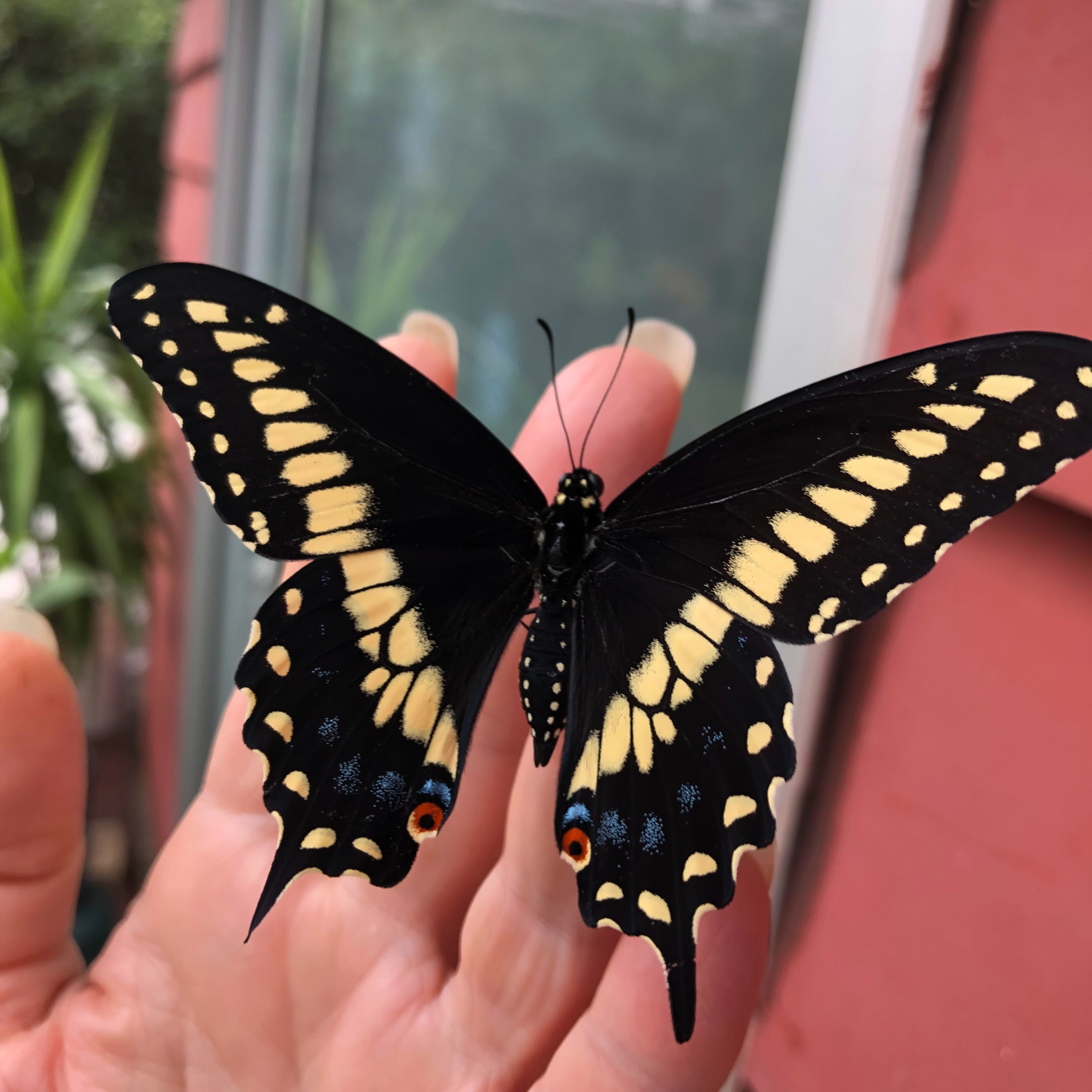 A yellow and black Swallowtail butterfly held on fingers