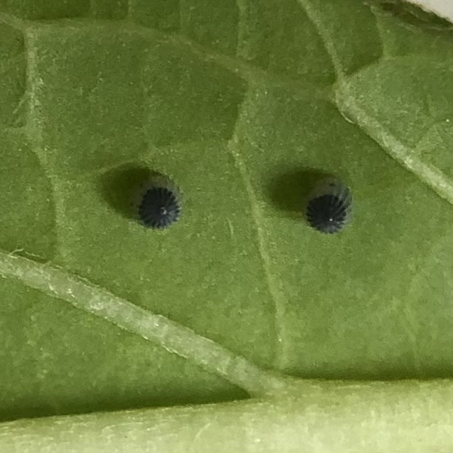 Two Monarch eggs on a broader milkweed leaf