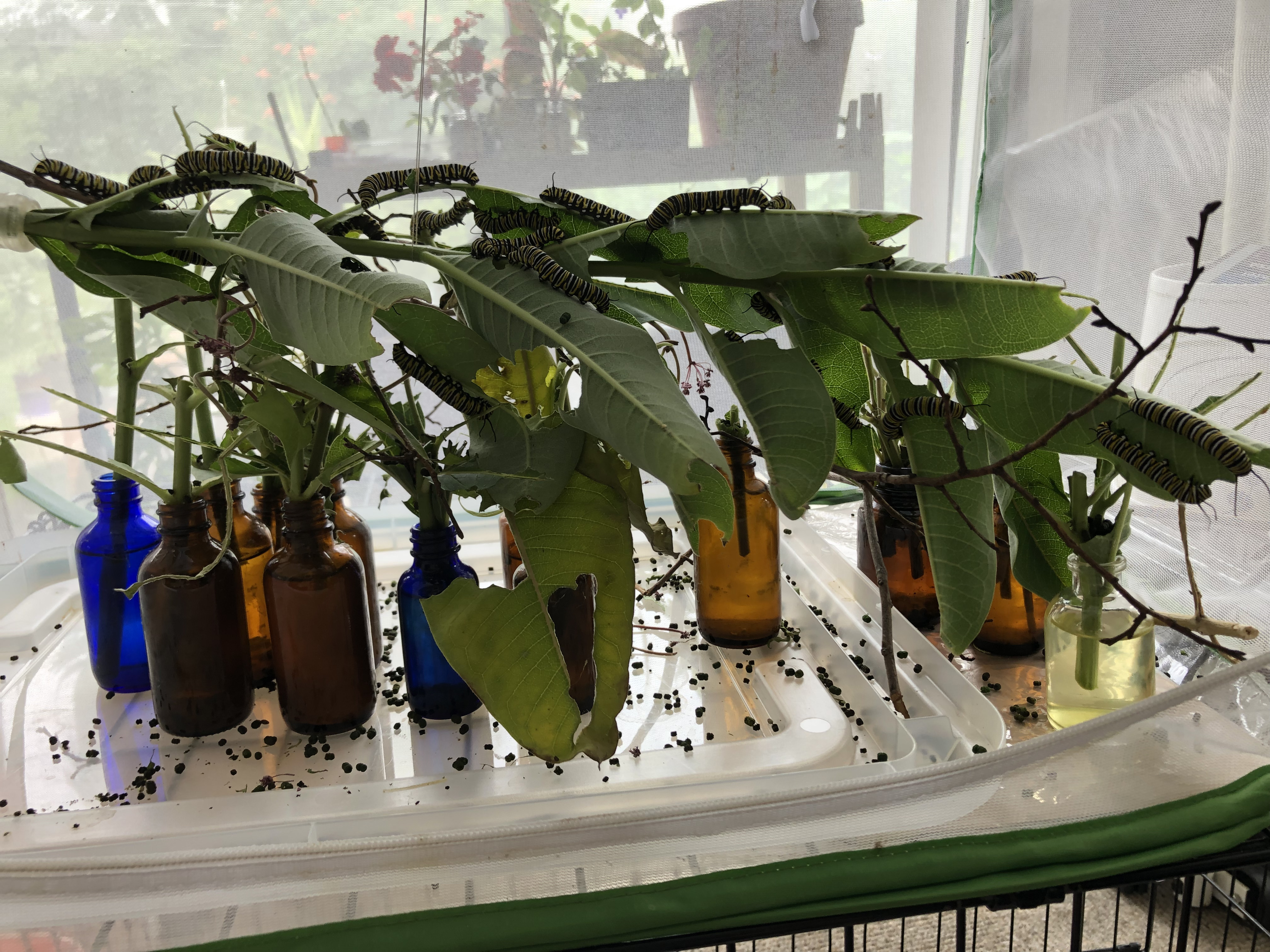 Many caterpillars on milkweed in bottles inside a mesh tent